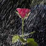 rosa y lluvia